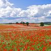 Poppy Fields, Kinver, Staffordshire