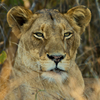 Lioness, Kruger Park, South Africa