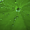 Water Droplets on a Nettle, Carbis Bay, Cornwall
