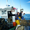 Martin & Jake Gilbert, Chris Martin landing another Lobster pot - Newquay, Cornwall