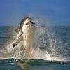 Great White Shark Breach off of Seal Island nr Cape Town, South Africa
