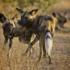 WIld Dogs, Kruger Park, South Africa