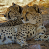 Cheetah's in Inverdoorn Game Reserve - South Africa