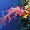 The Soft Corals of The Red Sea - Marsa Alam, Egypt