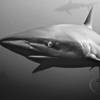 Dusky Shark Aliwal Shoal - Durban, South Africa