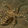Mimic Octopus, Puri Jati, Bali