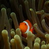 Western Clown Fish (Nemo), Puerto Galera, iDive, MIndoro, Philippines