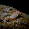Nudibranch, iDive, Puerto Galera, iDive, MIndoro, Philippines