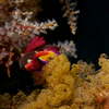 Nudibranch, Puerto Galera, iDive, MIndoro, Philippines