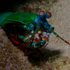 Peacock Mantis Shrimp, Puerto Galera, iDive, MIndoro, Philippines