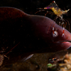 White Eyed Morey Eel being cleaned by a Cleaner Shrimp, Liquid Dumaguete Dauin, Philippines